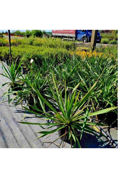 Юкка нитчата  - 5л/вис.30-40см/Ø30-40см